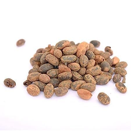 Jamal Ghota Beej | Croton Seeds